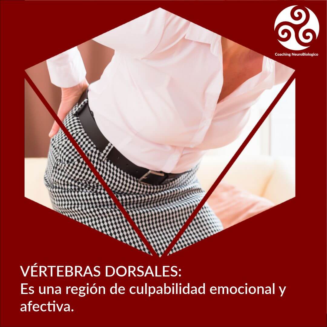 Biodescodificación De Las Vértebras Dorsales Coaching De Salud Integral