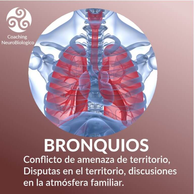 Bronquios | Sanar Las Heridas. Coaching De Salud Integral.