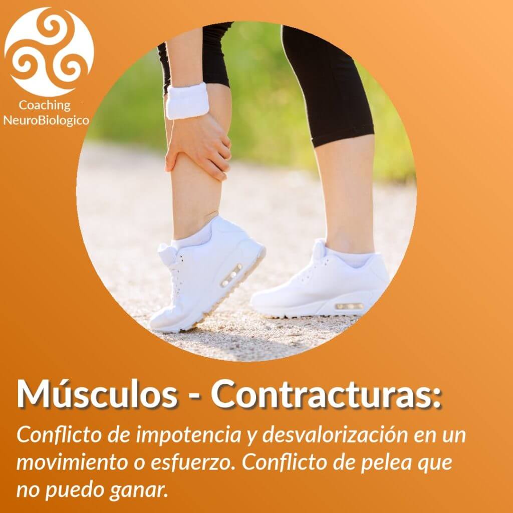 Musculos Contractua