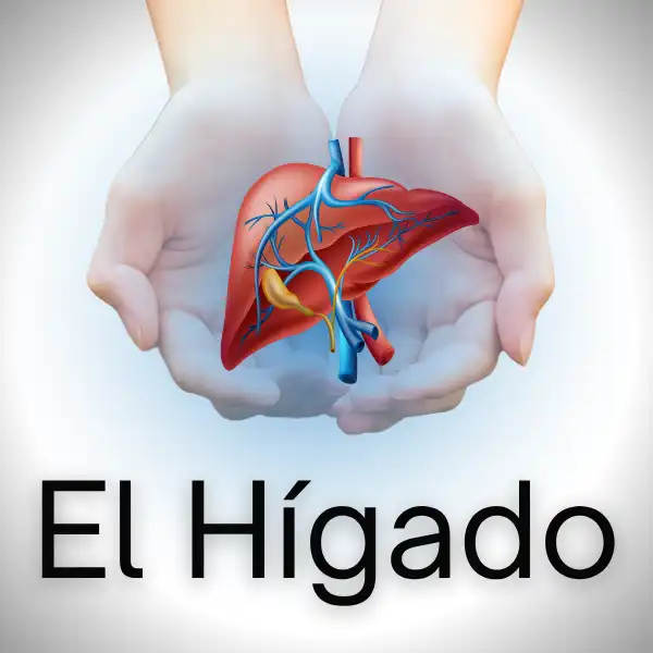 Biodescodificación del Hígado: El hígado es el principal almacén corporal de emociones de alta intensidad reprimidas.