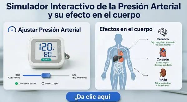 Simulador Interactivo de Presión Arterial